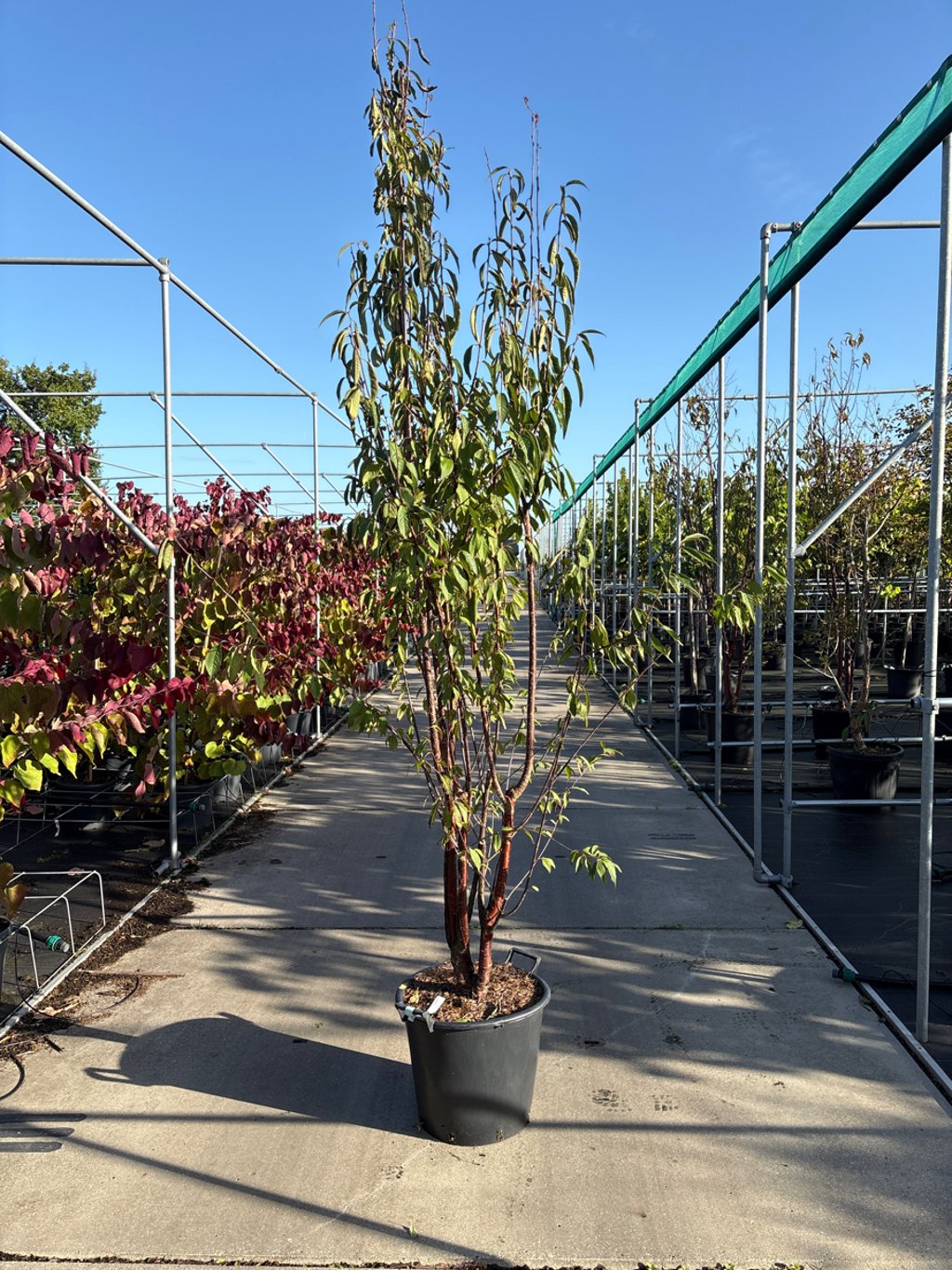 Prunus serrula 'Branklyn' - C35 200-250 CM